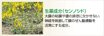 生薬成分（センノシド）　大腸の粘膜や便の排泄に欠かせない神経を刺激して腸のぜん動運動を活発にする成分。