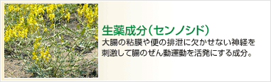 生薬成分（センノシド）　大腸の粘膜や便の排泄に欠かせない神経を刺激して腸のぜん動運動を活発にする成分。